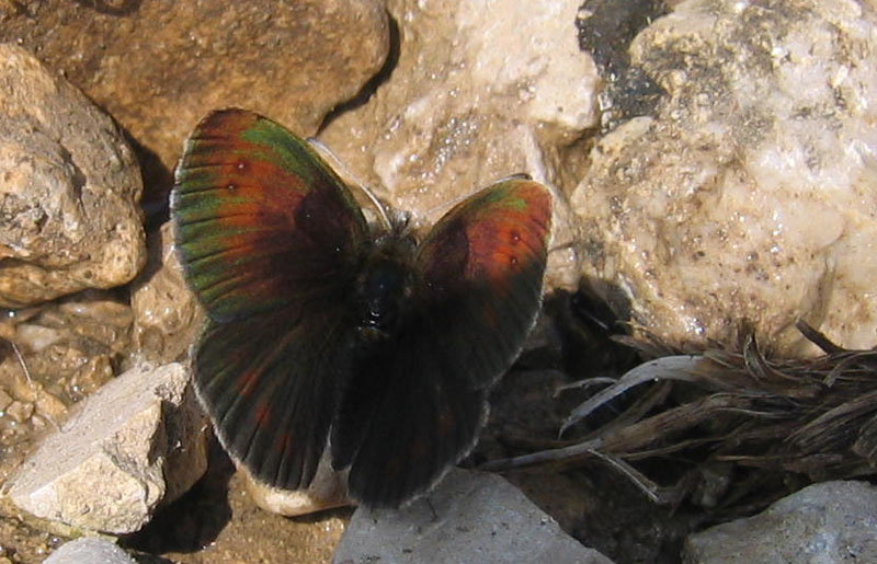 Erebia cassioides - Nymphalidae Satyrinae...dal Trentino